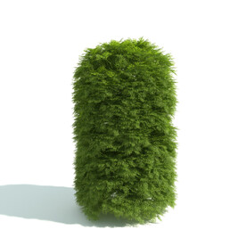 植物篱笆