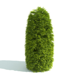 植物篱笆
