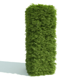 植物篱笆