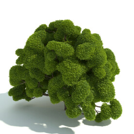 观赏植物