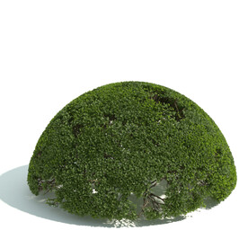 植物篱笆墙