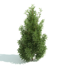 园林园艺植物