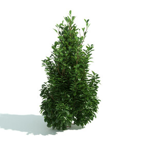植物篱笆