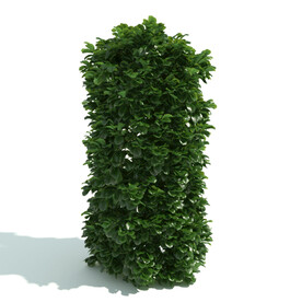 植物篱笆