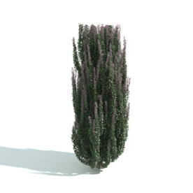 园林植物