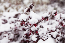 冬天雪景照片