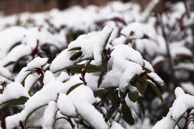 雪景照片