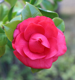 茶花