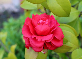 山茶花