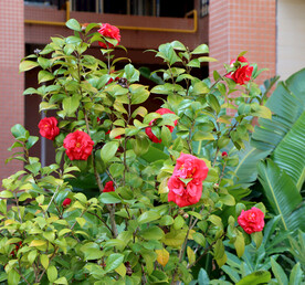 小区山茶花