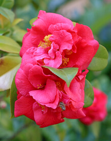 山茶花