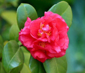 山茶花