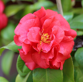 山茶花