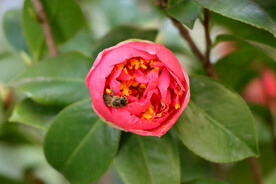 山茶花