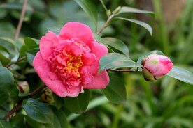 山茶花