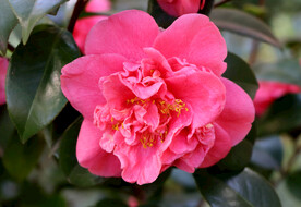 粉色山茶花