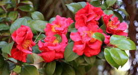 山茶花