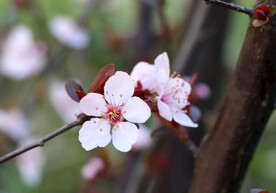 李子花