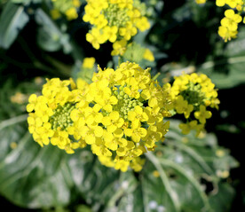 菜花
