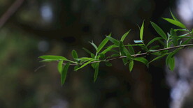 绿植绿叶树叶