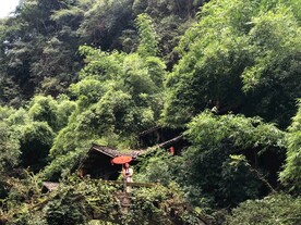 绿植绿叶树叶 