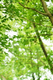 绿植绿叶树叶