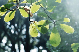 绿植绿叶树叶