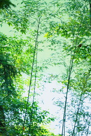 绿植绿叶树叶