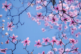 玉兰花