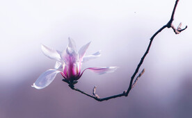 玉兰花