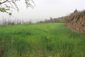 麦田草地