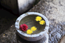 花瓣唯美照片