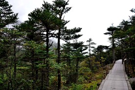 螺髻山-林间小道