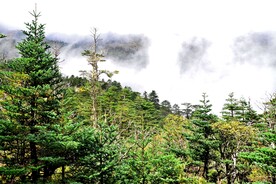 螺髻山-林间之云