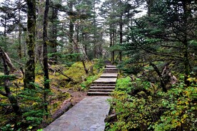 螺髻山-林间小道