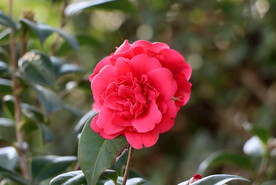 山茶花