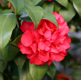 茶花