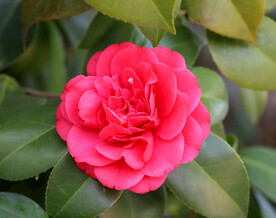 红色茶花