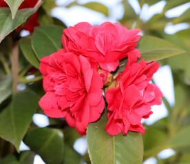 山茶花