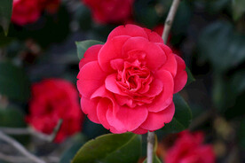 山茶花