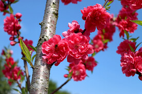 桃花特写