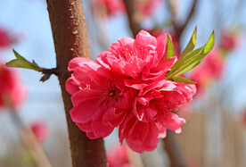 桃花特写