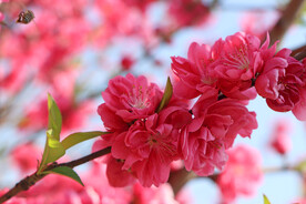 桃花盛开