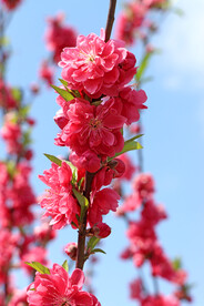 桃花开