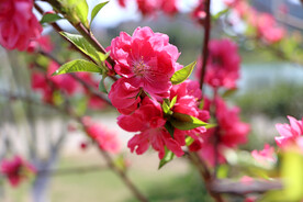 公园桃花