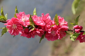 桃花枝