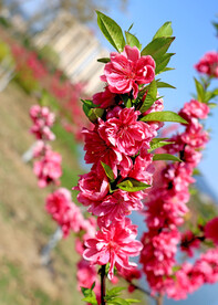 湖边桃花