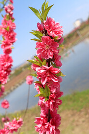 桃花枝