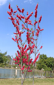 湖边桃花