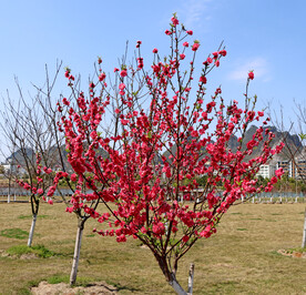 桃花盛开
